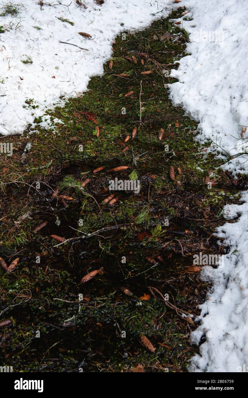 Taiga Wald an einem Frühlingstag. Stockfoto