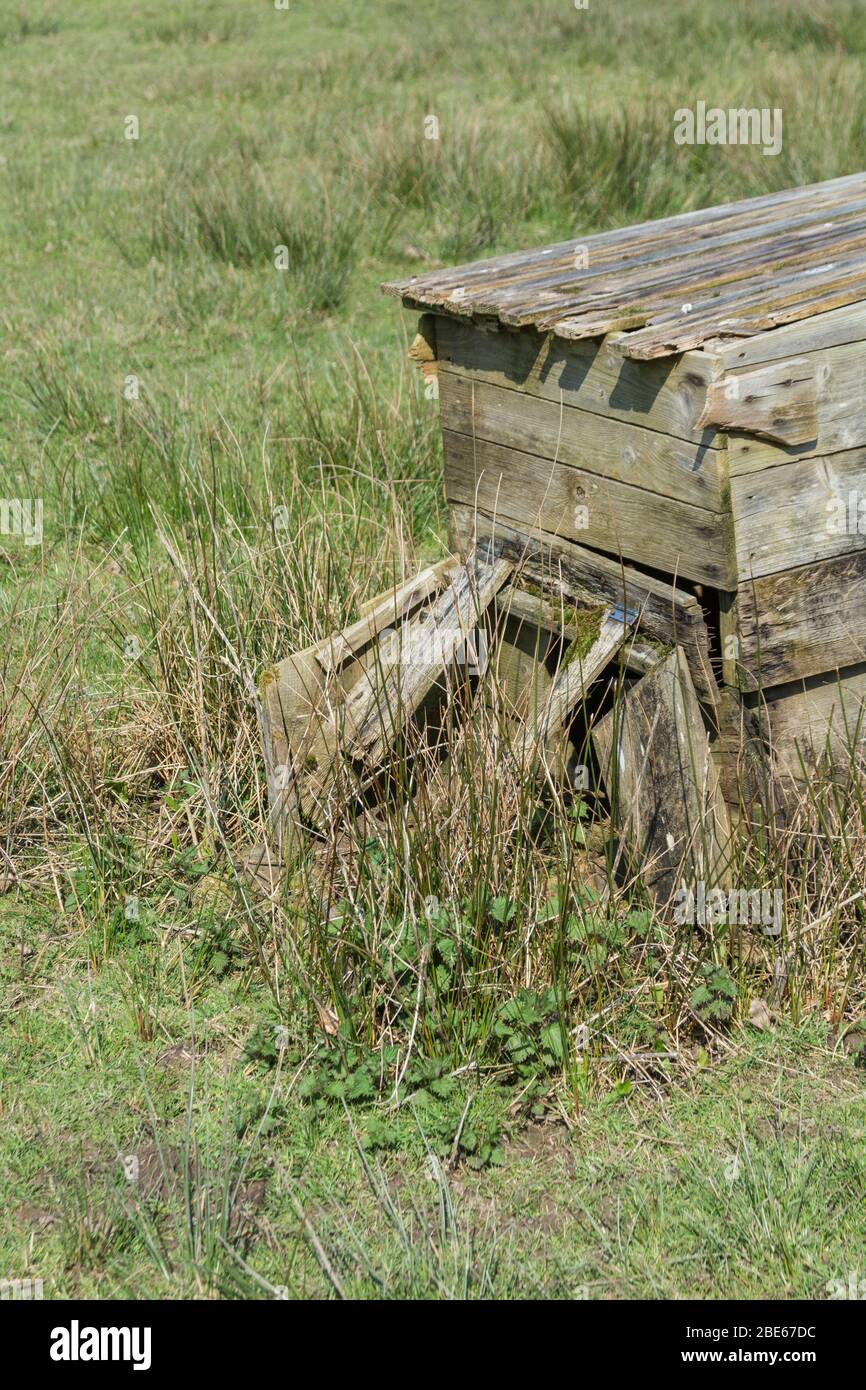 Ein Stück Brennnessel neben einem zusammenbrechenden alten Hühnerstall. Brennnesseln sind essbar gekocht, und die Pflanze wurde in pflanzlichen Heilmitteln verwendet. Stockfoto