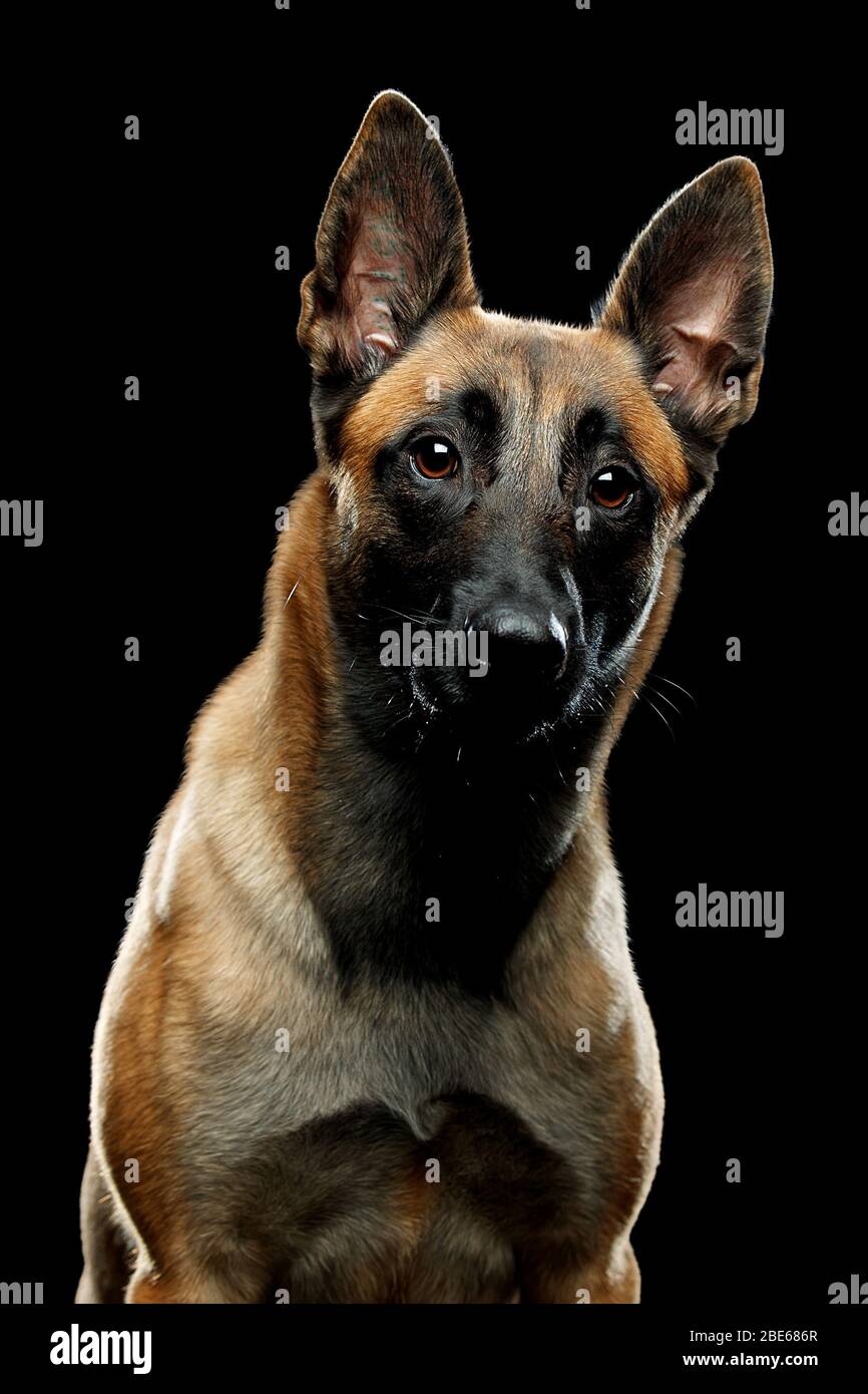 Hunderasse Malinois im Studio Stockfoto