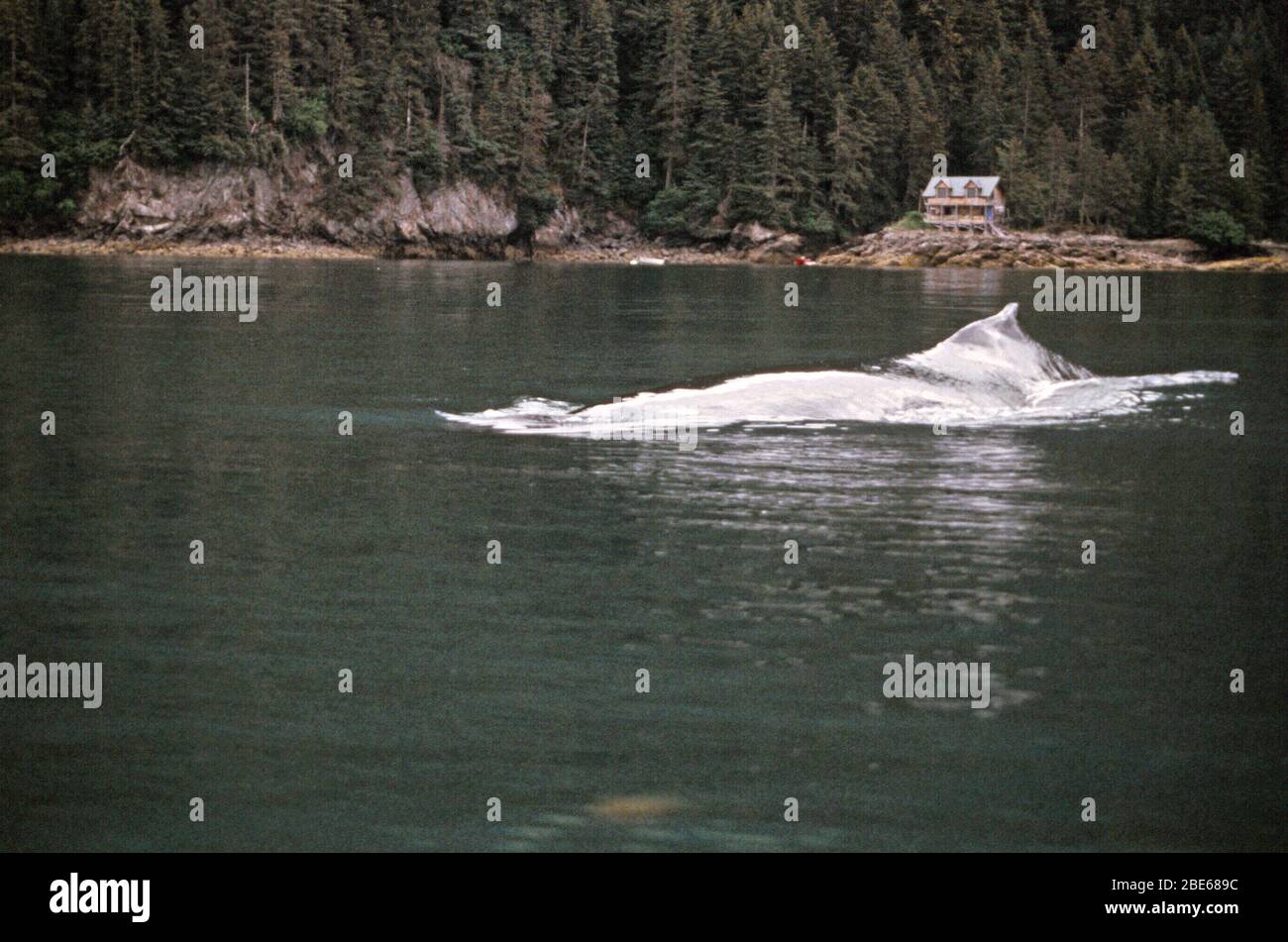 Wale schwimmen in den tiefen Gewässern von Sadie Cove, Kachemak Bay State Park, Homer, Alaska, USA Stockfoto