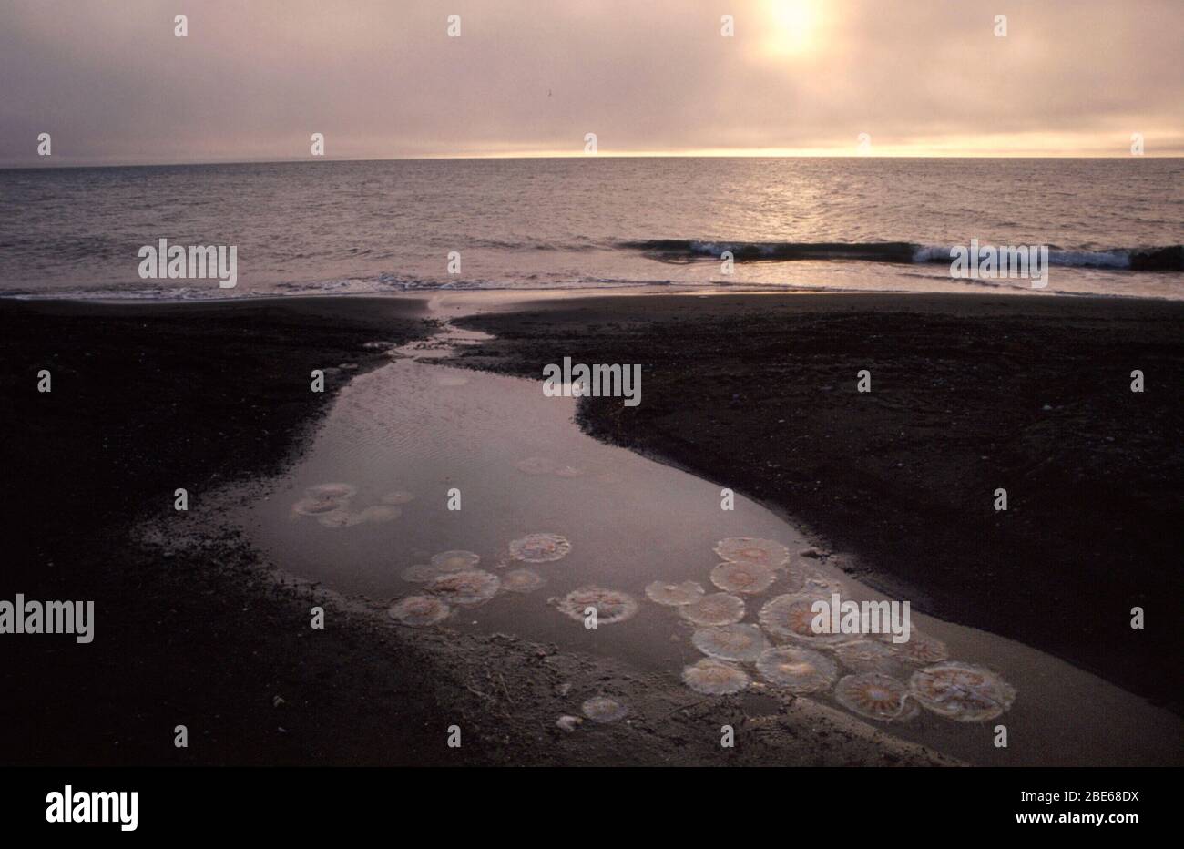Quallen, die bei Ebbe um Mitternacht im Flachwasser im Land der Mitternachtssonne, Barrow, Alaska, USA, schwimmen Stockfoto