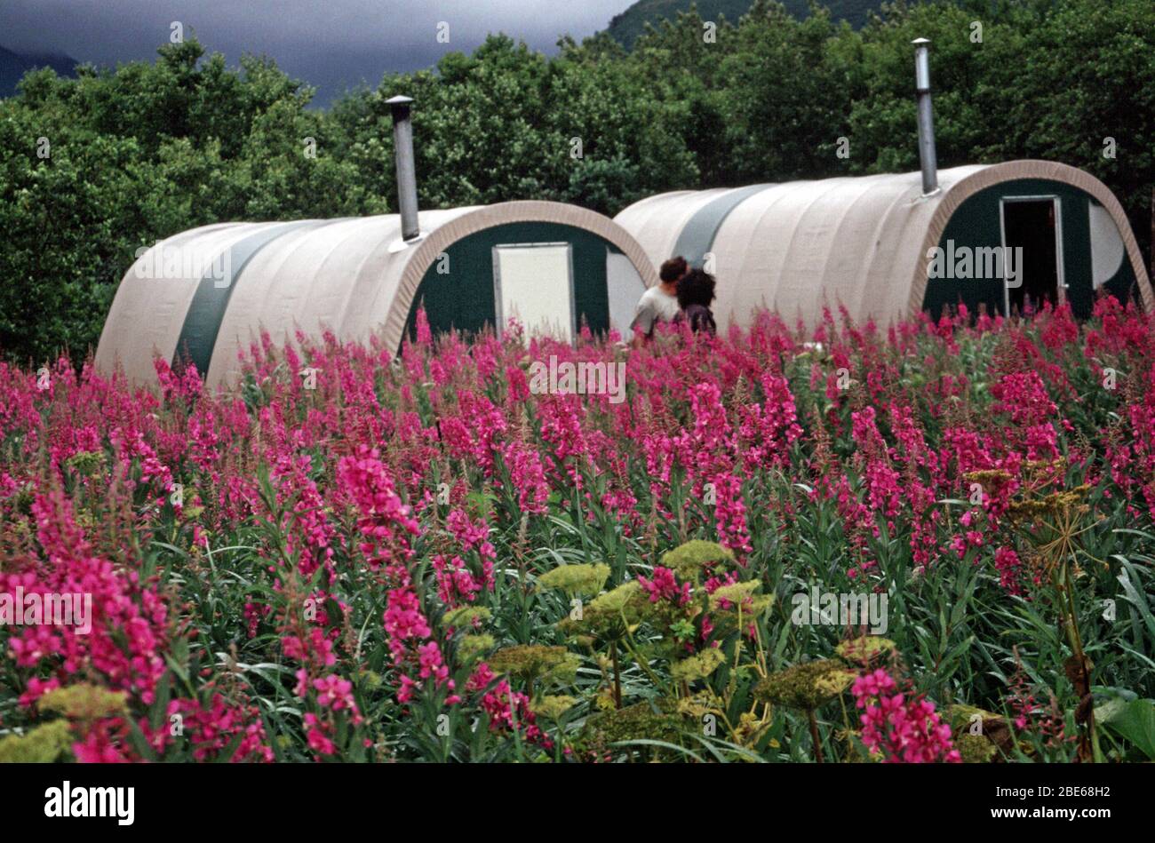Rosa Feuerkraut in der Blüte Mitte Juli im Vordergrund der temporären Zelte, die Touristen unter Bären in Grizzly Braunbären Gebiet, Hallo Ba Stockfoto