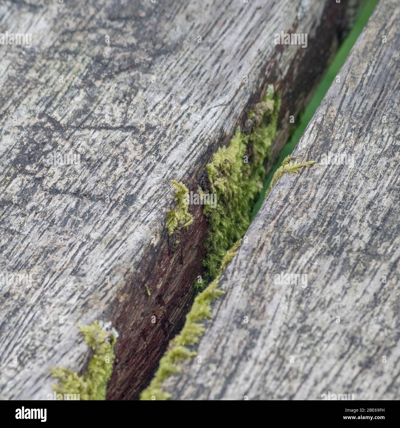 Fragmente von grünem Moos, das zwischen verwitterten Holzbrettern / Holzlatten wächst. Stockfoto