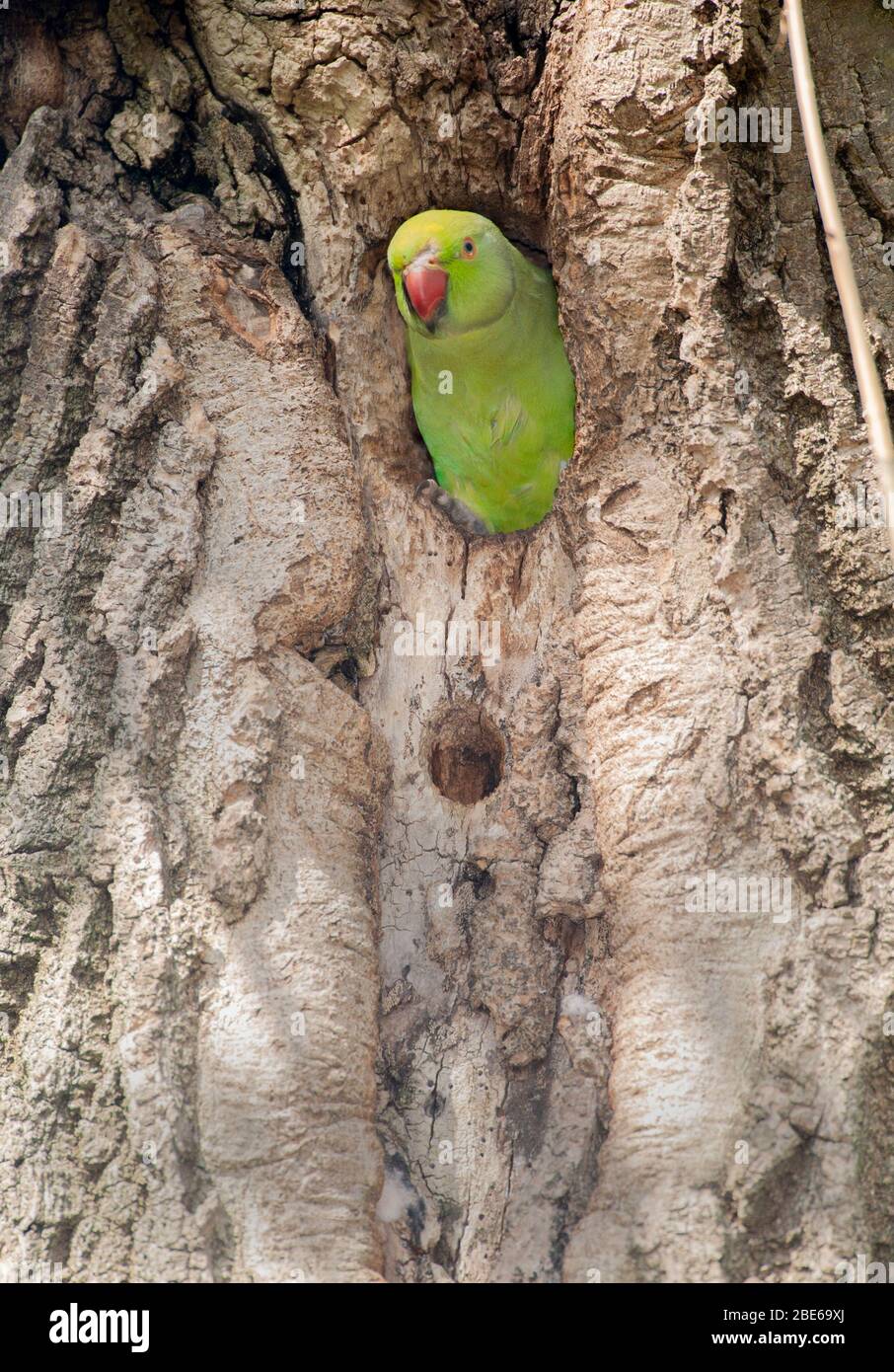 Ringhalssittich, Psittacula krameni, am Nistloch, Regent's Park, London, Großbritannien Stockfoto