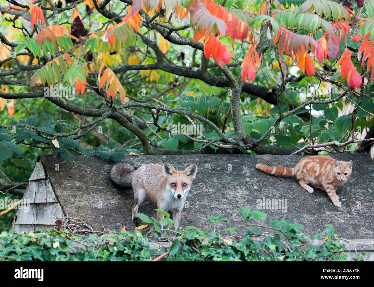 Junger Rotfuchs, Vulpes vulpes, auf Gartenschuppendach mit Haustier Katze, London, Großbritannien Stockfoto