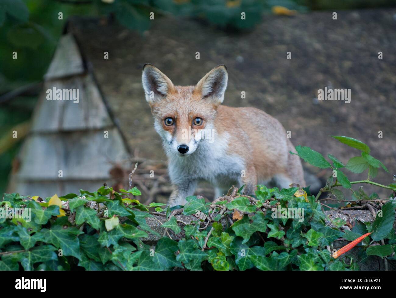 Red Fox, Vulpes vulpes, junger Fuchs auf einer Gartenmauer, London, Großbritannien Stockfoto