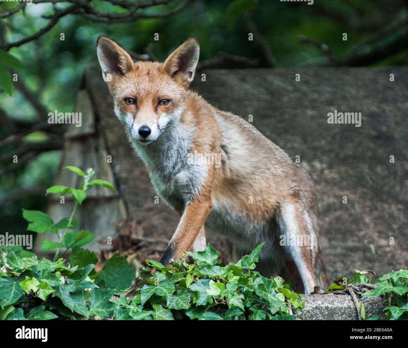 Erwachsener Red Fox, Vulpes vulpes, auf Shed Dach in Vorstadtgarten, London, Großbritannien Stockfoto