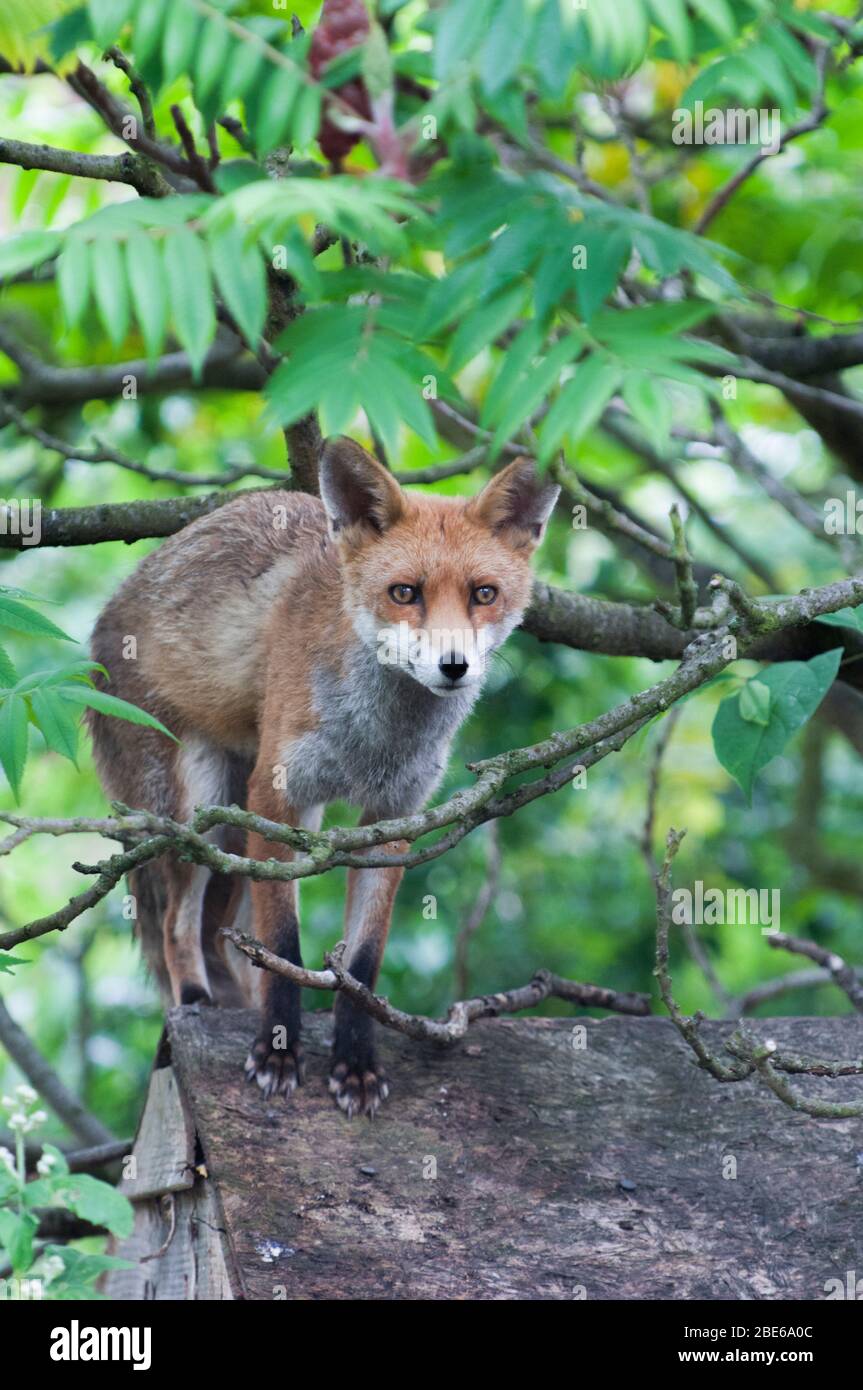 Erwachsener Red Fox, Vulpes vulpes, auf Shed Dach in Vorstadtgarten, London, Großbritannien Stockfoto