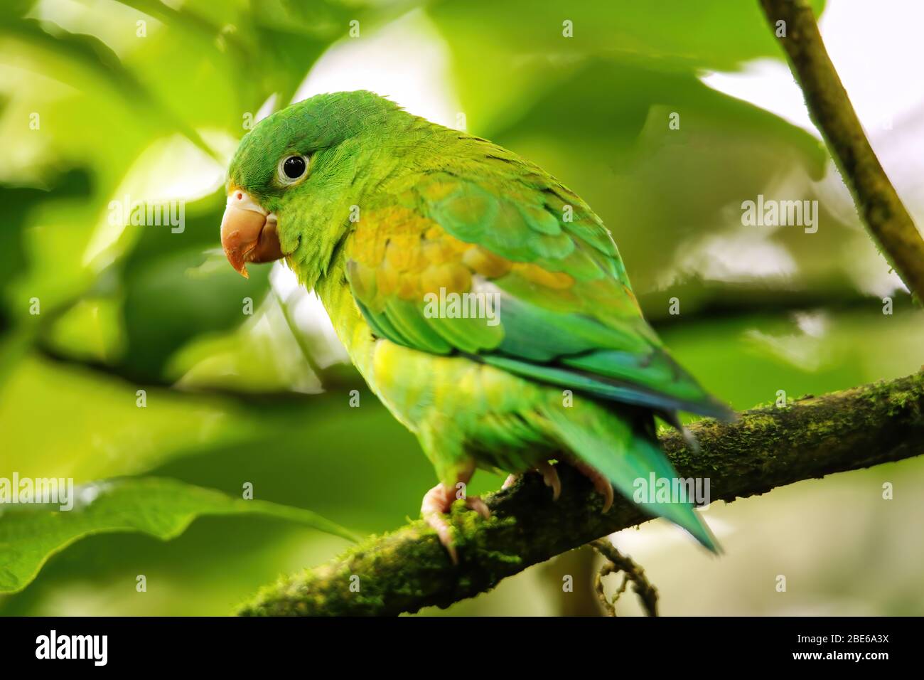 Orangengerinnensittich (Brotogeris jugularis) sitzt in einem Baum, Costa Rica Stockfoto