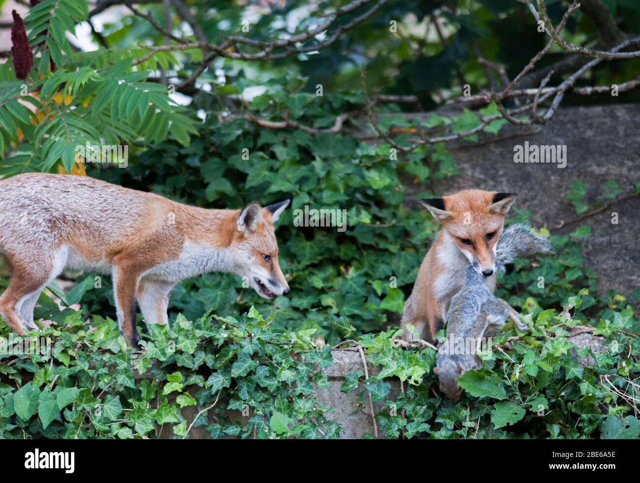 Zwei rote Füchse, Vulpes vulpes, fangen in einem Vorstadtgarten ein graues Eichhörnchen, Sciurus carolinensis, London, Großbritannien Stockfoto