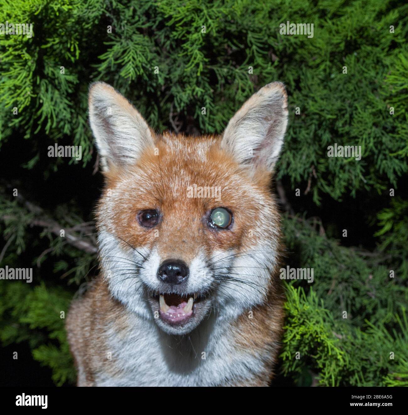 Erwachsene, Rüde Red Fox, Vulpes vulpes, zeigt beidseitige Katarakte, London, Vereinigtes Königreich Stockfoto