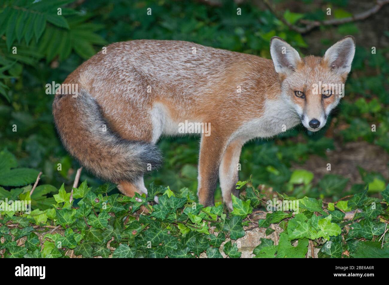 Red Fox, Vulpes vulpes, stehend auf Gartenmauer, London, Großbritannien Stockfoto