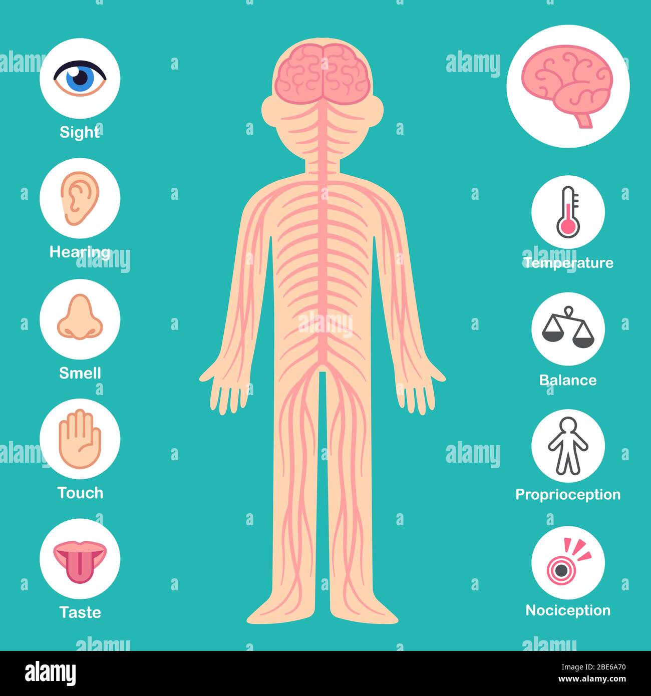 Body System Poster Stockfotos Und Bilder Kaufen Alamy