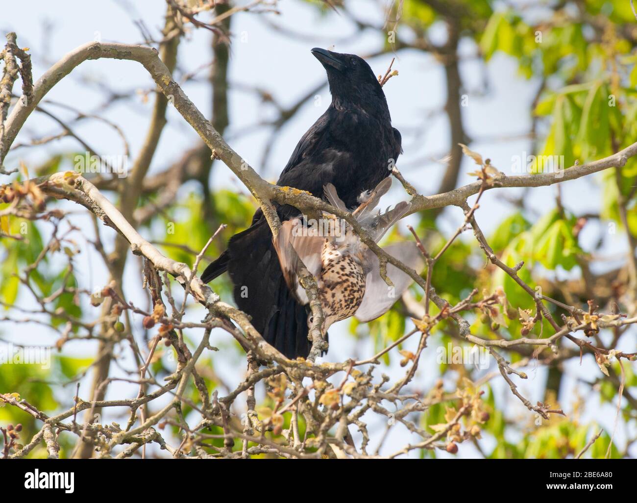 Aas Crow, Corvus corone, mit gefangenem Mistle Thrush, Turdus viscivorus, nachdem Drossel war Mobbing Crow, Regent's Park, London, Vereinigtes Königreich Stockfoto