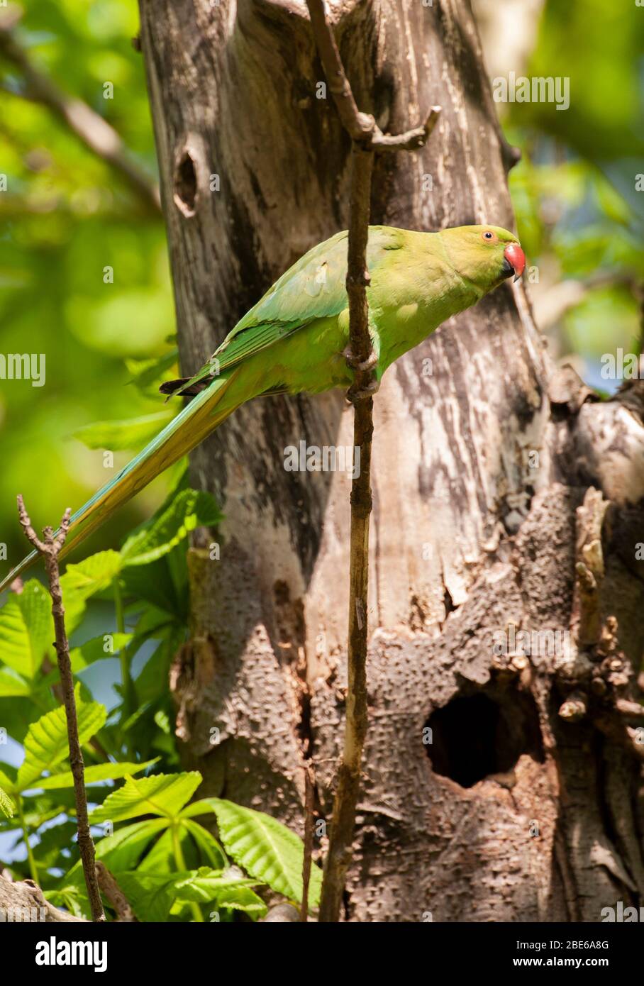 Ringsittich, Psittacula krameni, auch bekannt als Rosenringensittich, am Nistloch, Regent's Park, London, Großbritannien Stockfoto