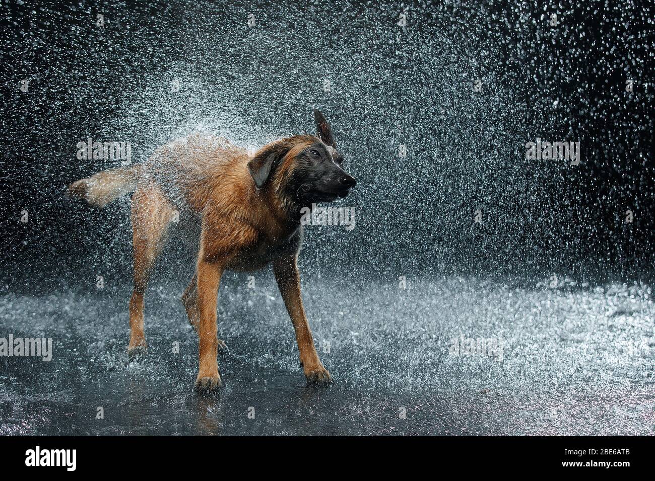 Hunderasse Malinois im Studio. Stockfoto