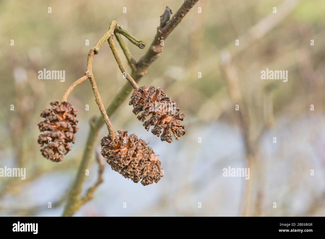 Alte weibliche Kätzchen Kegel Früchte einer Erle / Alnus glutinosa Baum im Frühling Sonnenschein. Erle einmal als Heilpflanze in pflanzlichen Heilmitteln verwendet. Stockfoto