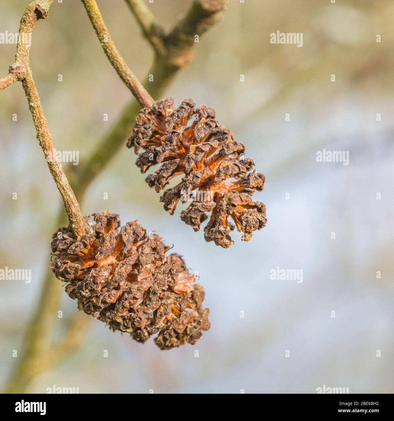 Alte weibliche Kätzchen Kegel Früchte einer Erle / Alnus glutinosa Baum im Frühling Sonnenschein. Erle einmal als Heilpflanze in pflanzlichen Heilmitteln verwendet. Stockfoto