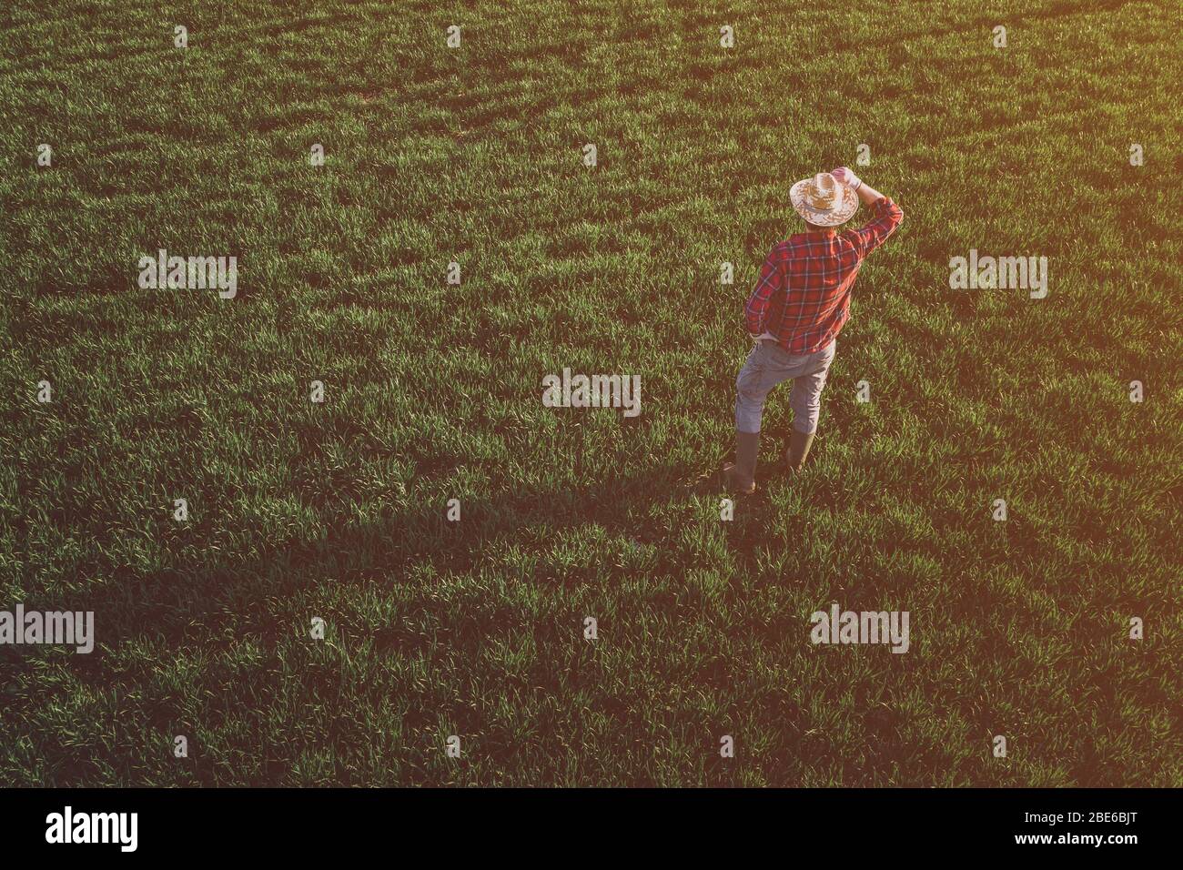 Weizenbauer steht und blickt auf das Weizengrasfeld, Luftbild eines erwachsenen männlichen Landarbeiters, der Plantage untersucht Stockfoto