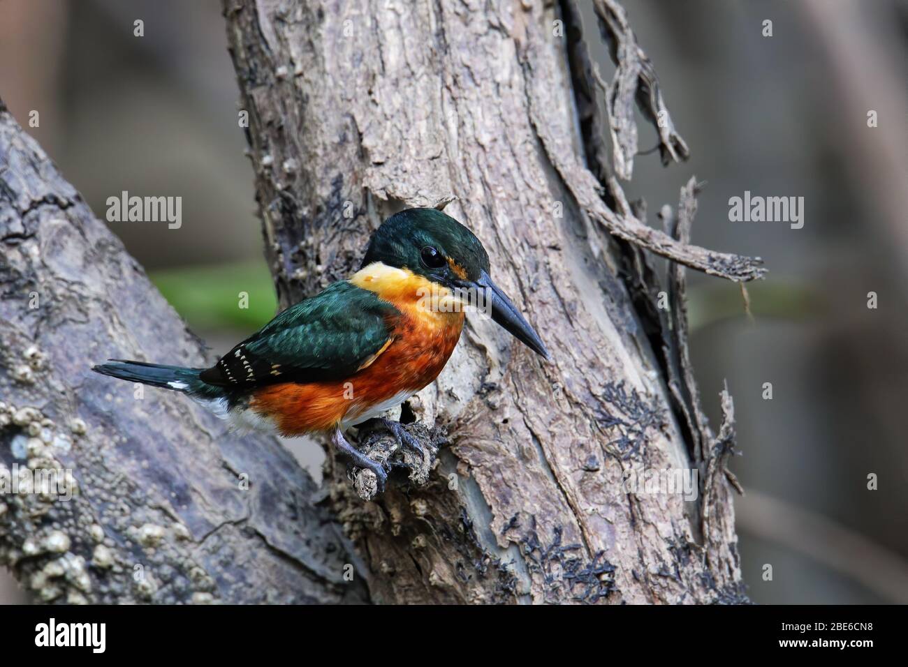 Der amerikanische Pygmäen-Eisvogel (Chloroceryle aenea) thront auf einem Stock, Costa Rica Stockfoto