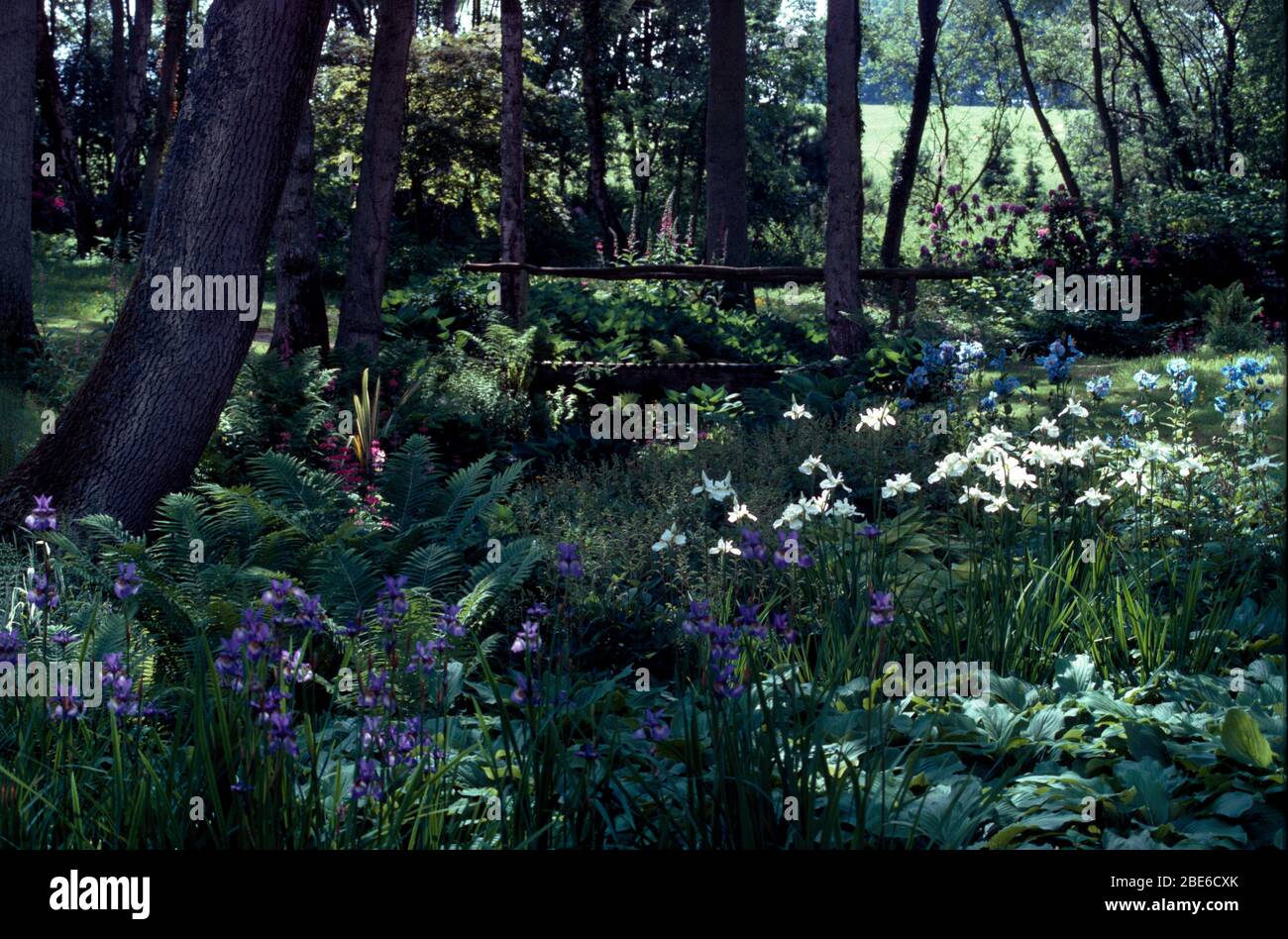 Waldboden mit Blaubellen und weißen Schmetterlingsläuten an einem Bach. Stockfoto