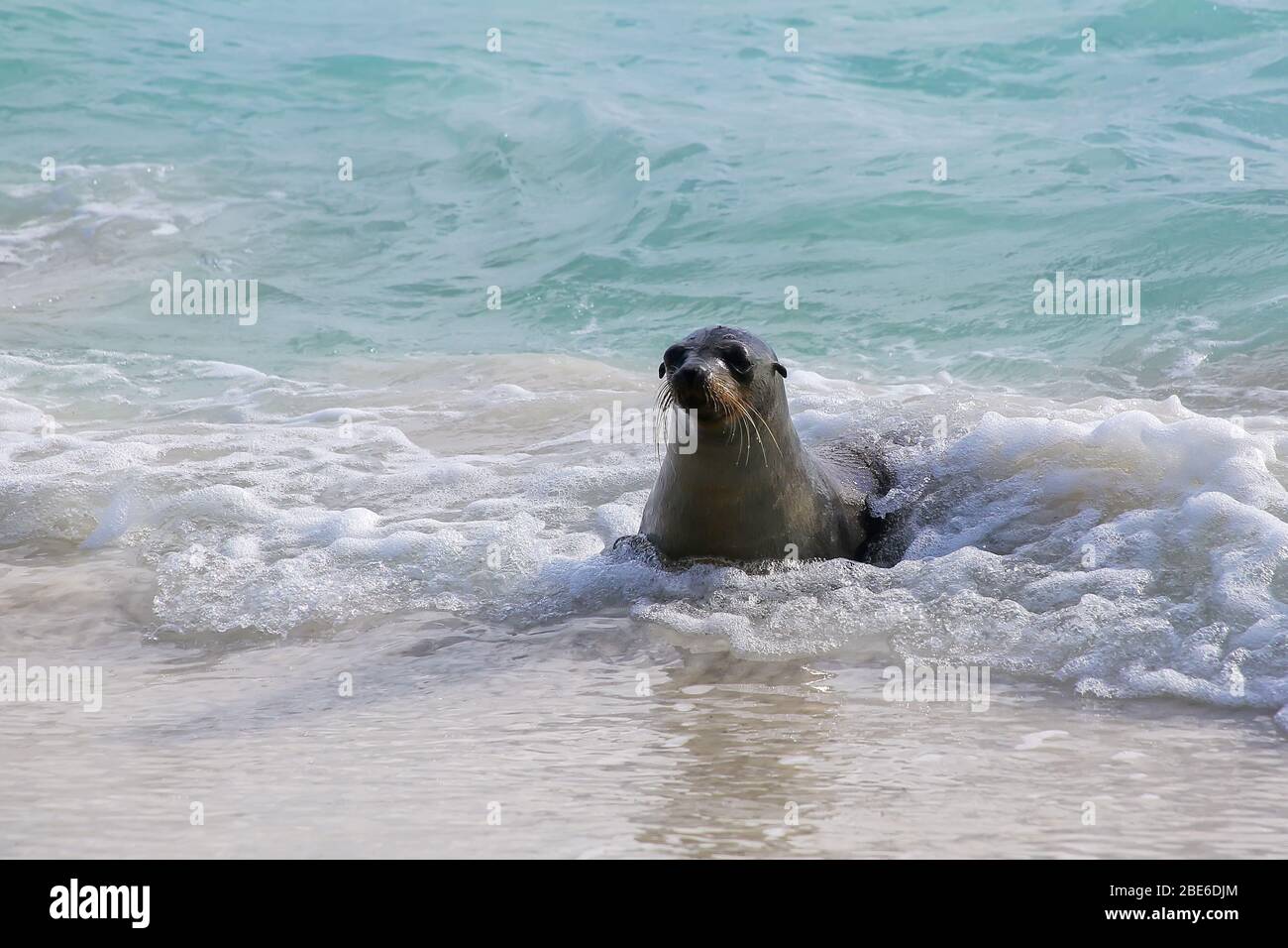 Galapagos sea lion Spielen an Gardner Bay am Espanola Island, Galapagos, Ecuador. Diese seelöwen ausschließlich Rasse auf Galapagos. Stockfoto