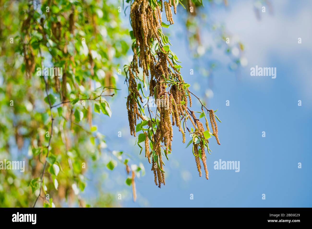 Blühende Birke Äste gegen blauen Himmel mit Kopieraum Stockfoto