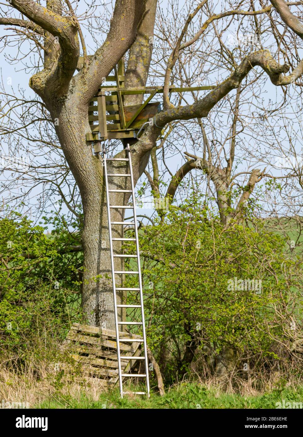 Behelfsmäßiges Baumhaus mit hoher Leiter im Frühling Sonnenschein, Schottland, Großbritannien Stockfoto