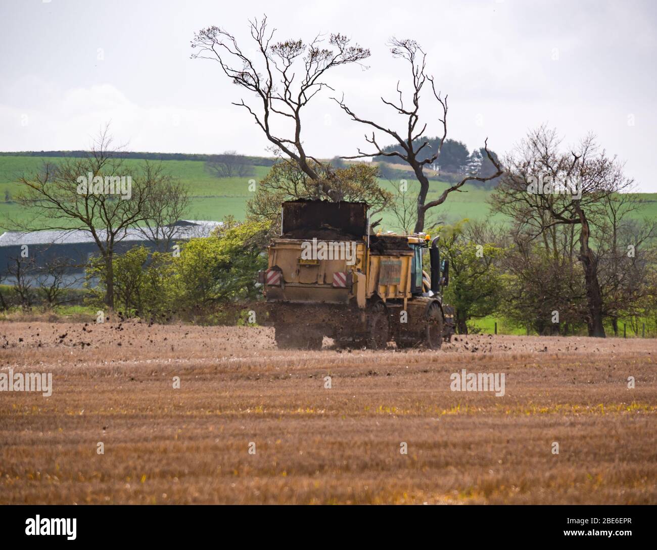 Düngung auf landwirtschaftlichen Nutzpflanzen im Frühjahr, East Lothian, Schottland, Großbritannien Stockfoto