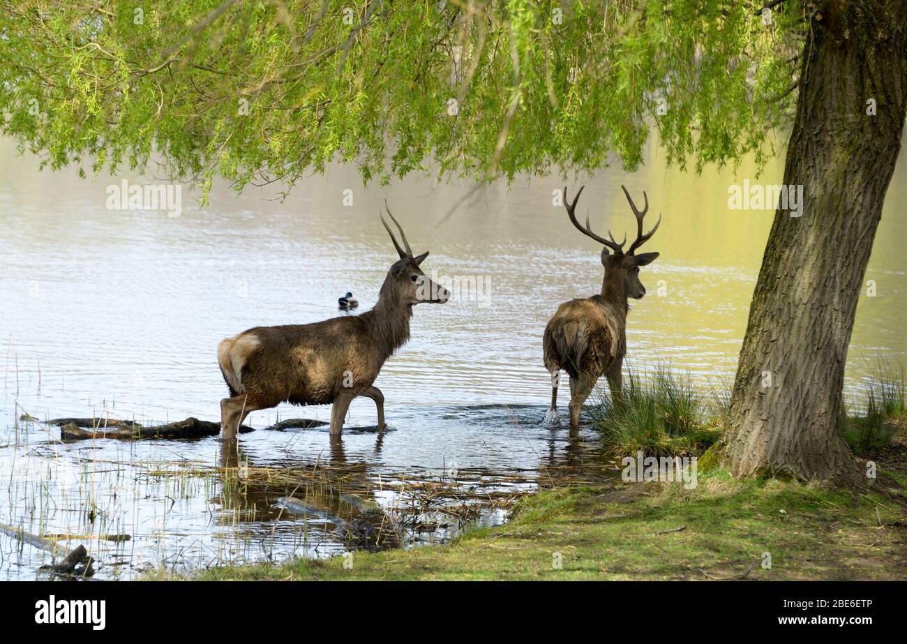 Hirsche im See, Wollaton Park, Nottingham Stockfoto