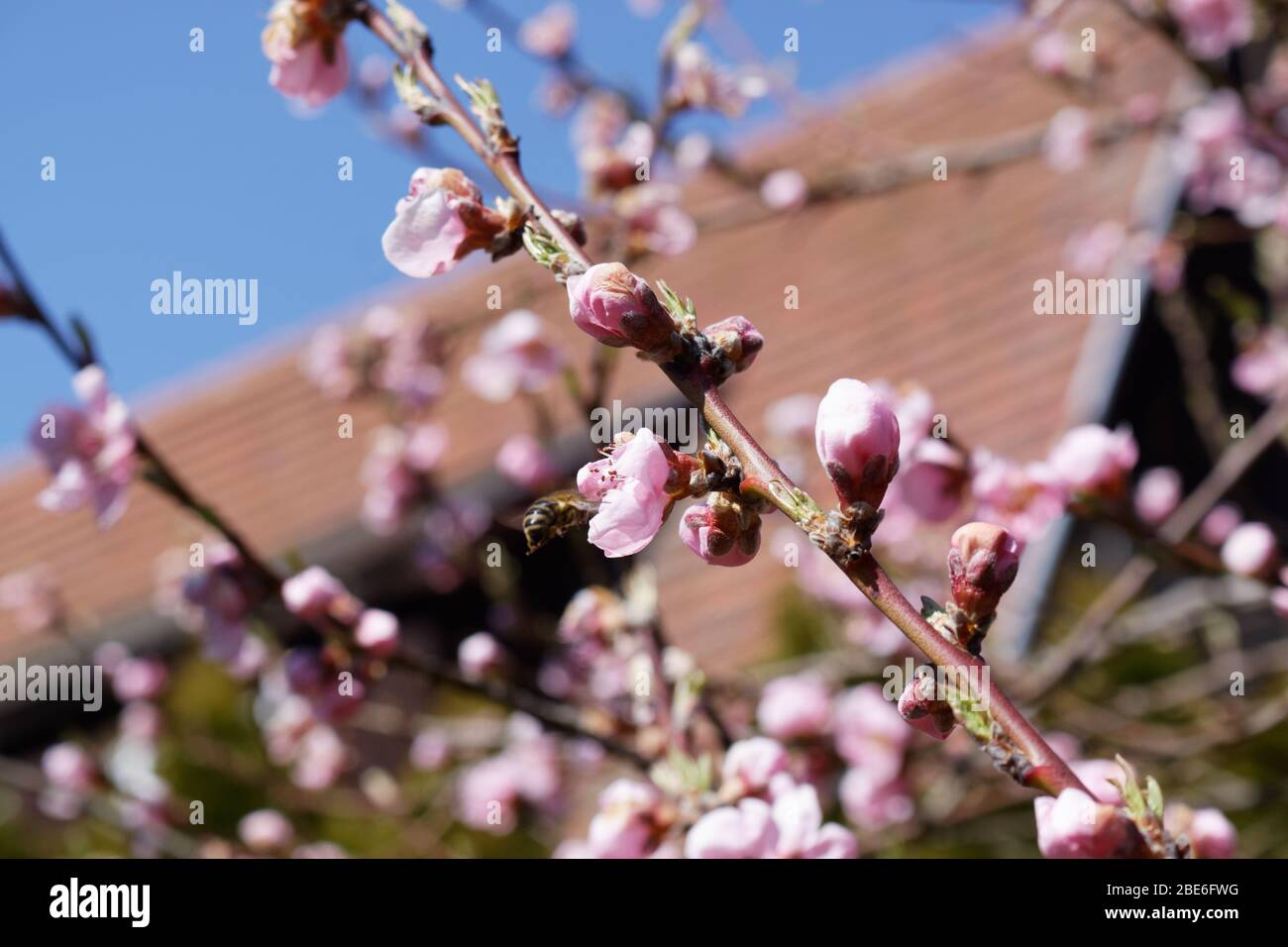 Die westliche Honigbiene oder die europäische Honigbiene (APIs mellifera) auf Pfirsichblüte Stockfoto