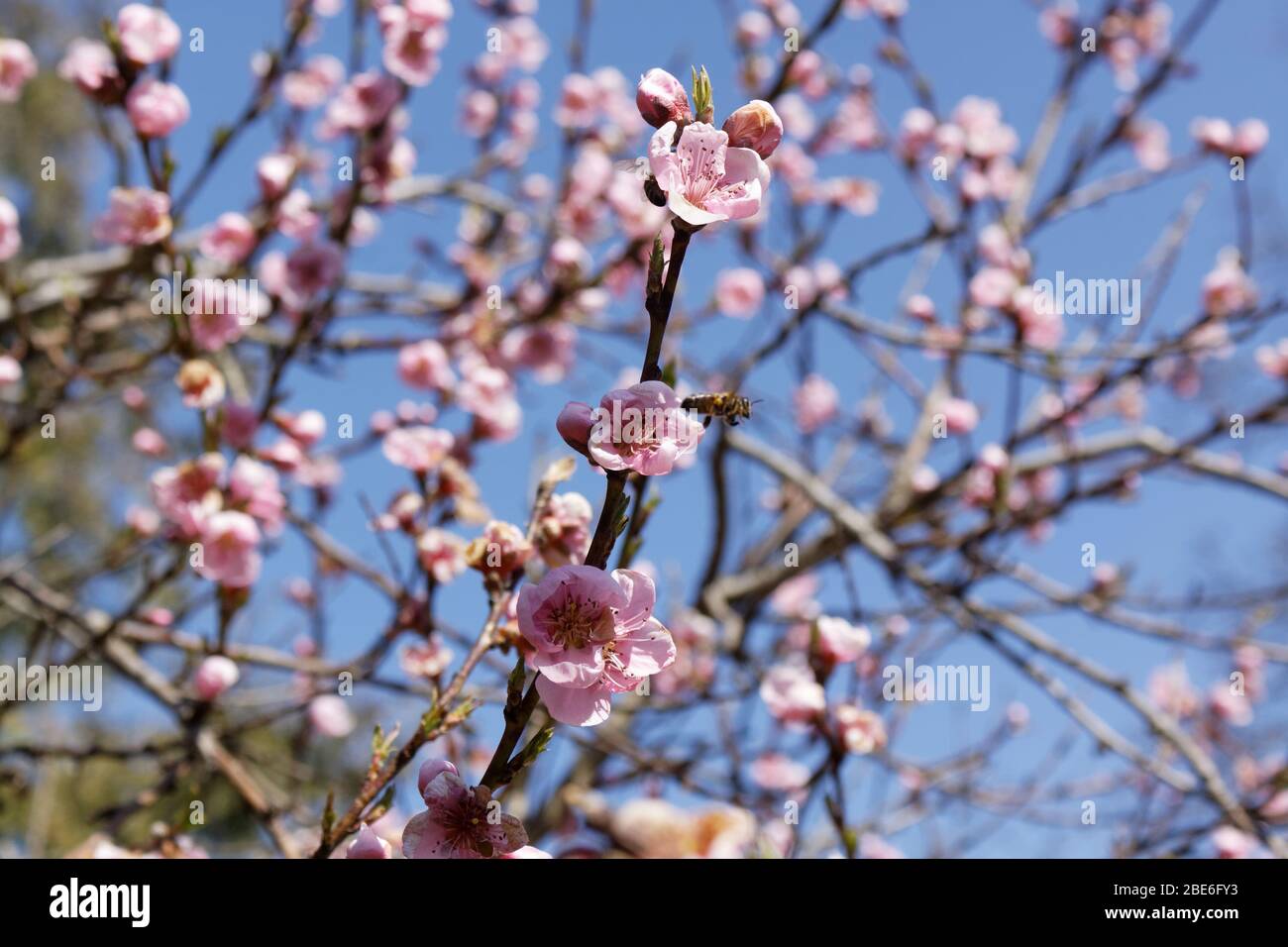 Die westliche Honigbiene oder die europäische Honigbiene (APIs mellifera) auf Pfirsichblüte Stockfoto