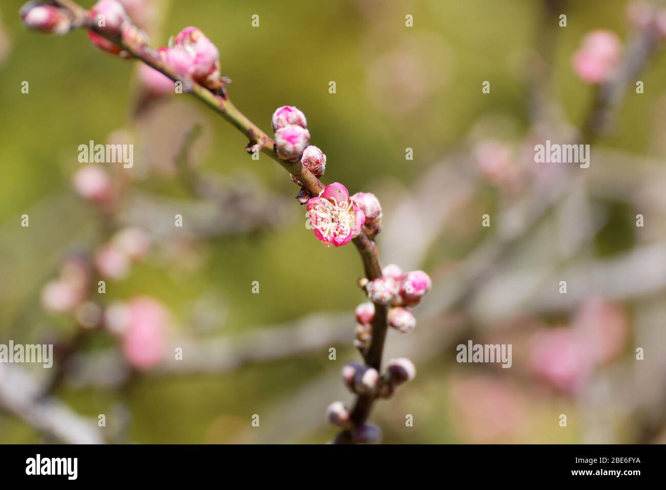 Die westliche Honigbiene oder die europäische Honigbiene (APIs mellifera) auf Pfirsichblüte Stockfoto