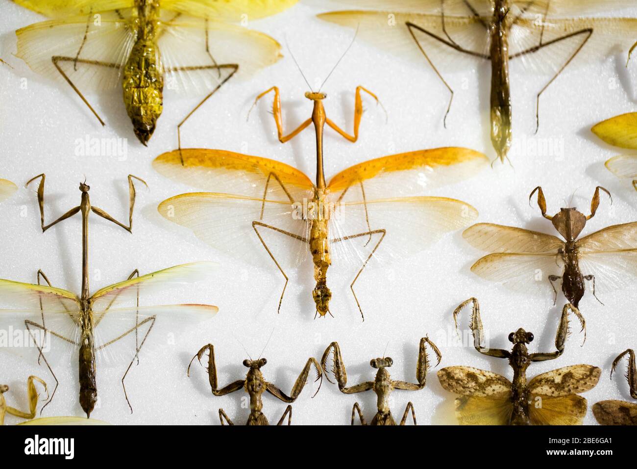 Entomologen Kennen Sich Aus Mit Diesen Tieren www.alamy.de