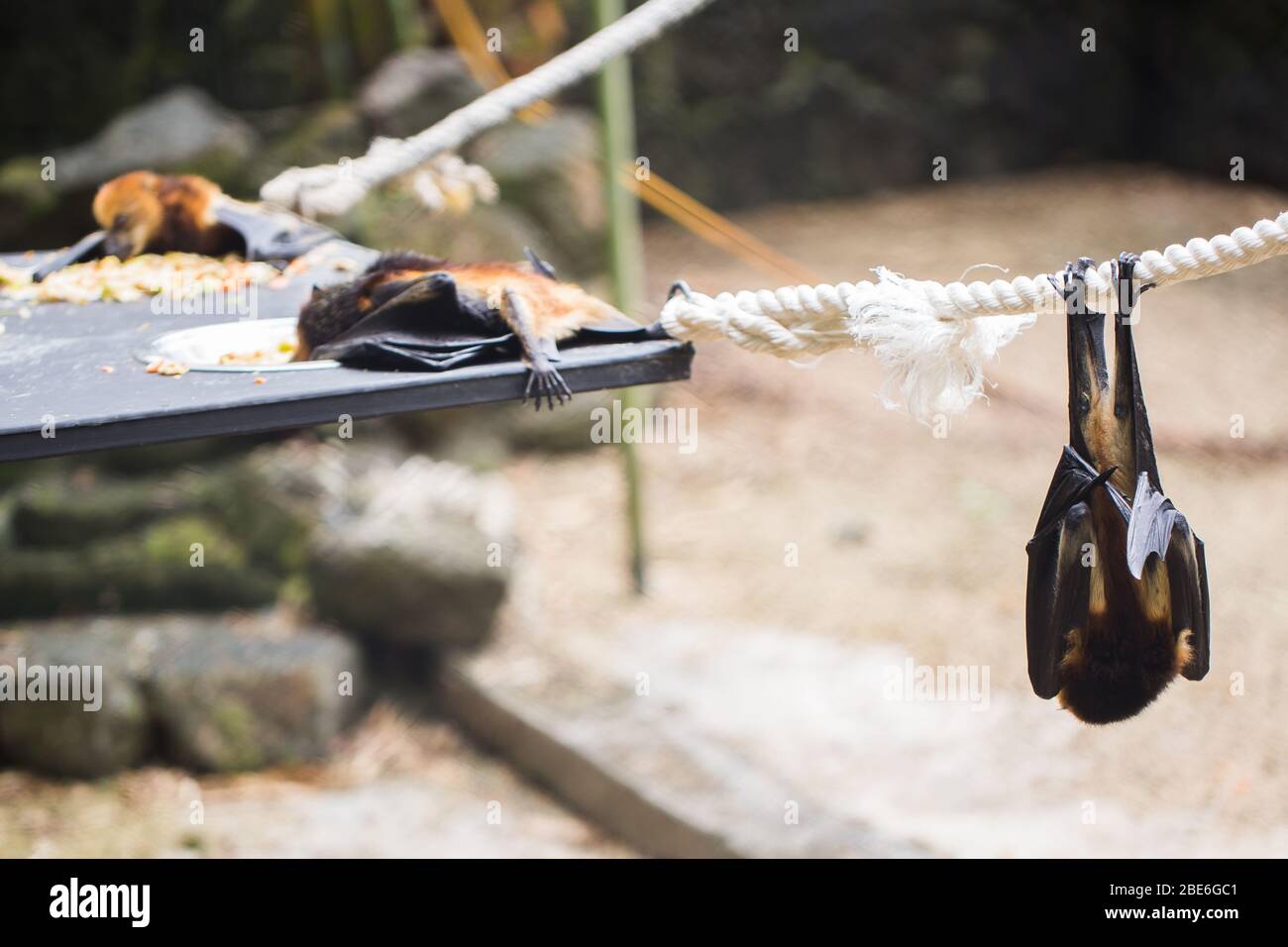 Riesiger Goldener Gekronter Fliegender Fuchs Stockfotos Und Bilder Kaufen Alamy