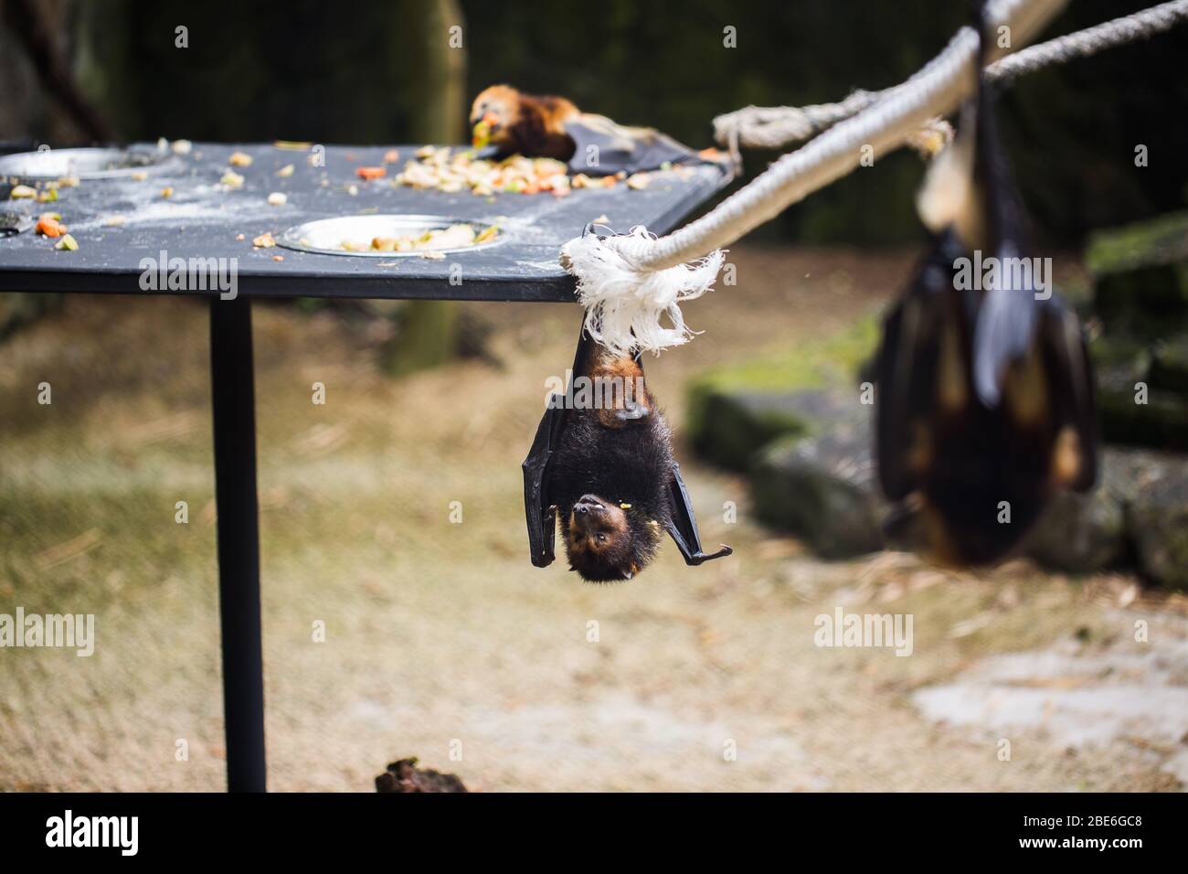 Riesiger Goldener Gekronter Fliegender Fuchs Stockfotos Und Bilder Kaufen Alamy