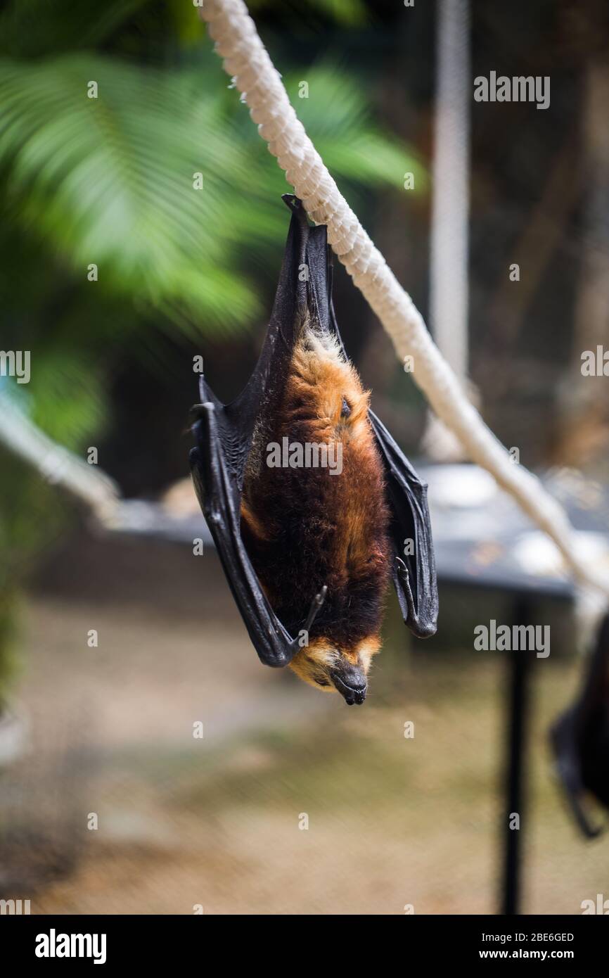 Riesiger Goldener Gekronter Fliegender Fuchs Stockfotos Und Bilder Kaufen Alamy