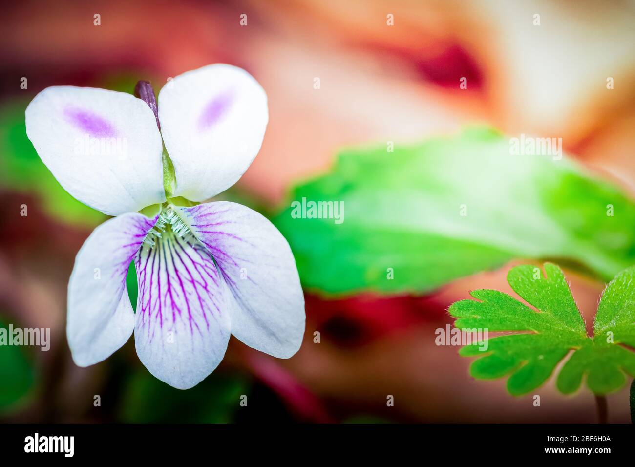 Manchmal... Es ist Traurigkeit, die Sie lächeln lässt. Stockfoto