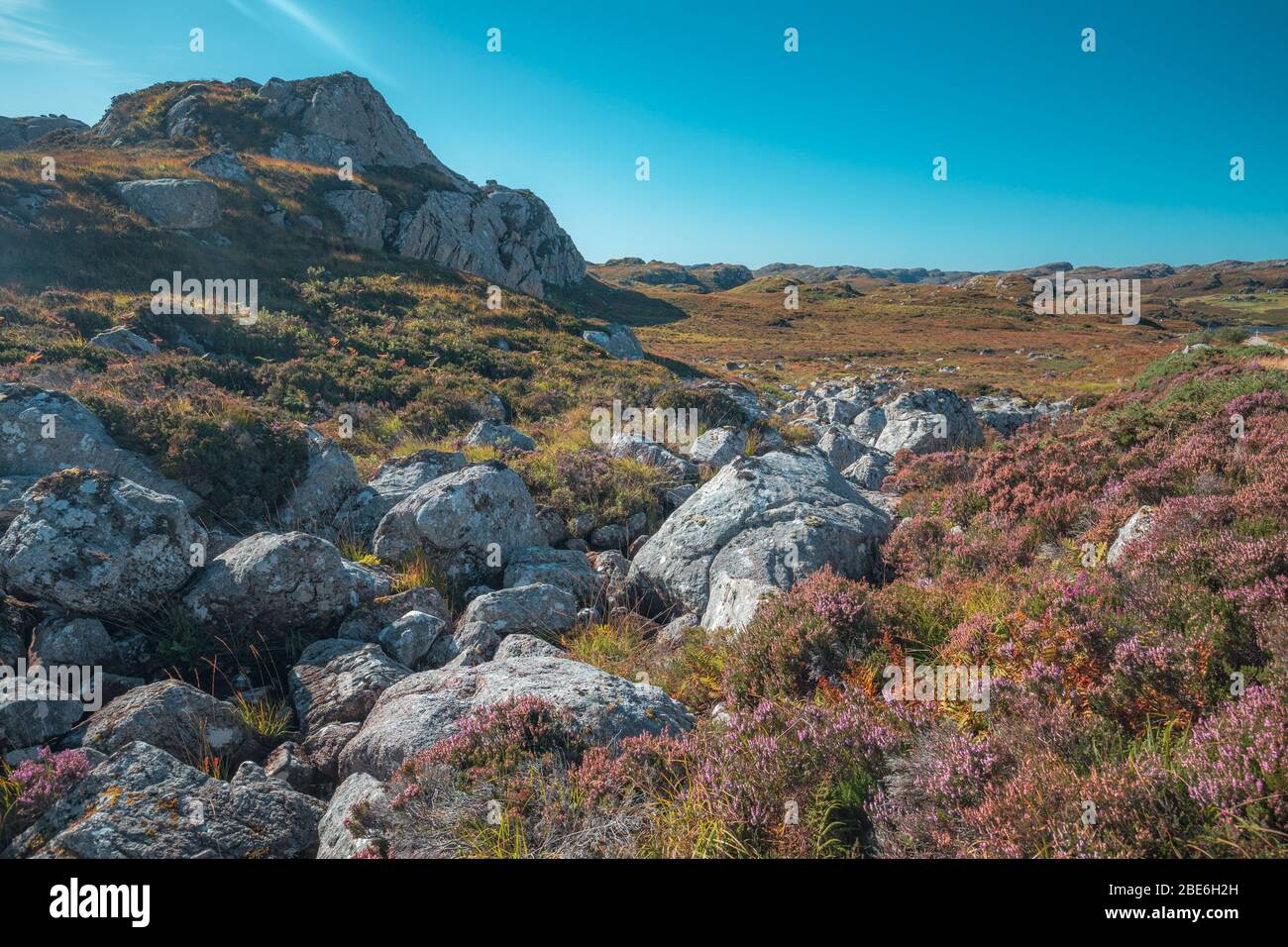 Blüten Heidekraut Blüten auf Felsen an sonnigen Herbsttag in den North West Highlands von Schottland Stockfoto