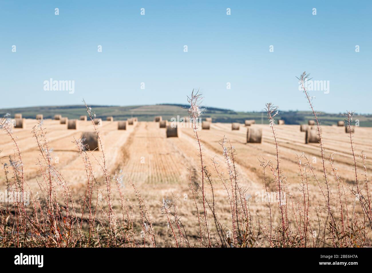 Grasspikelette gegen frisch geerntetes Feld in Nordschottland Stockfoto