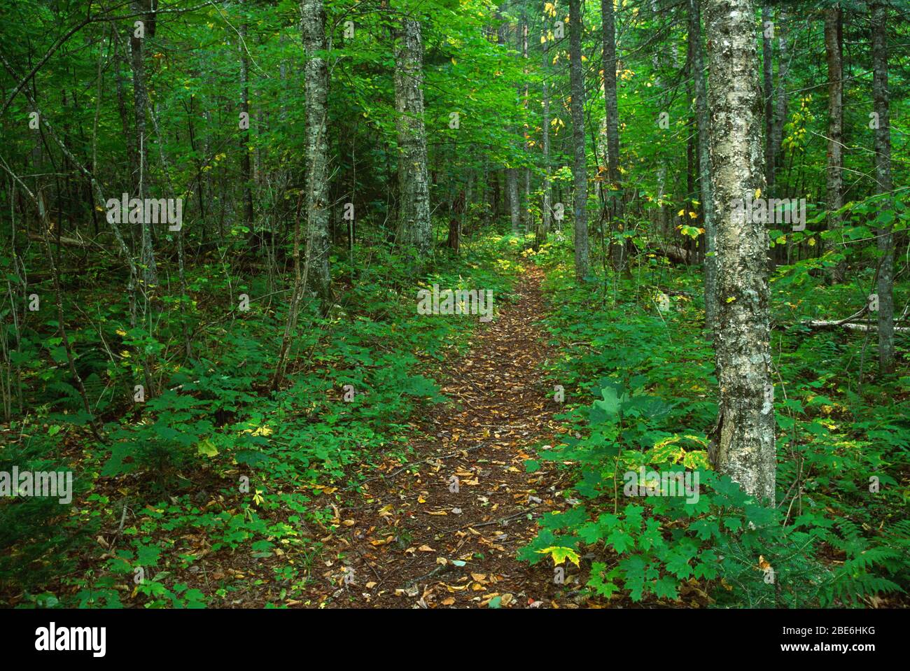 Moose Country Corridor Trail, Rangeley Lake State Park, Rangeley Lakes National Scenic Byway, Maine Stockfoto