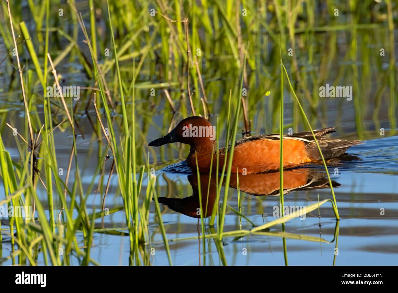 Cinnamon Teal (Spatula cyanoptera), William Finley National Wildlife Refuge, Oregon Stockfoto