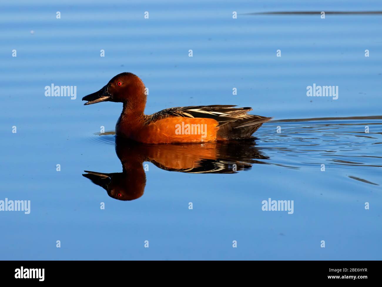 Cinnamon Teal (Spatula cyanoptera), William Finley National Wildlife Refuge, Oregon Stockfoto