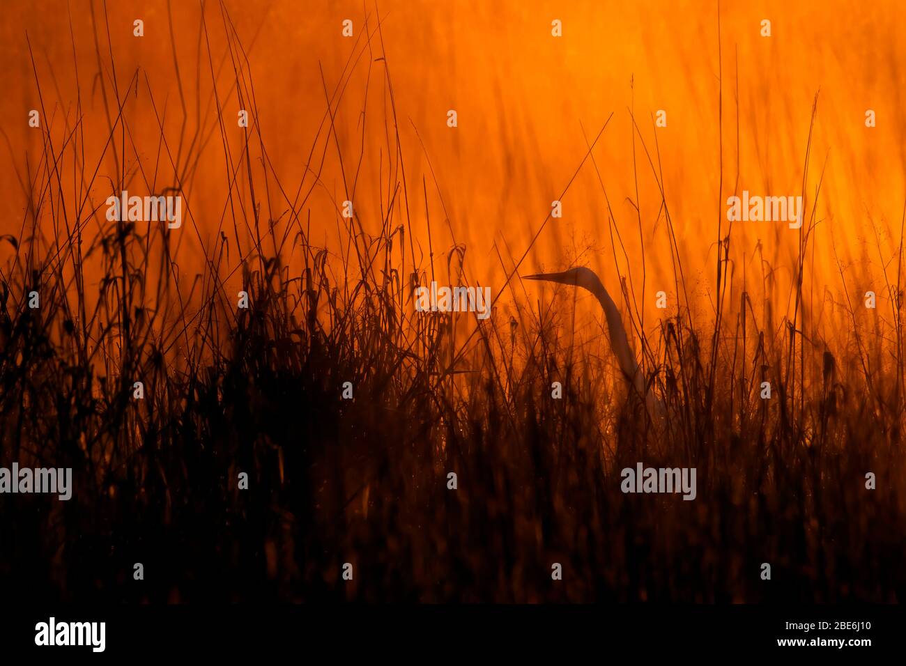 Great Reiher (Ardea alba) Sonnenaufgang, William Finley National Wildlife Refuge, Oregon Stockfoto