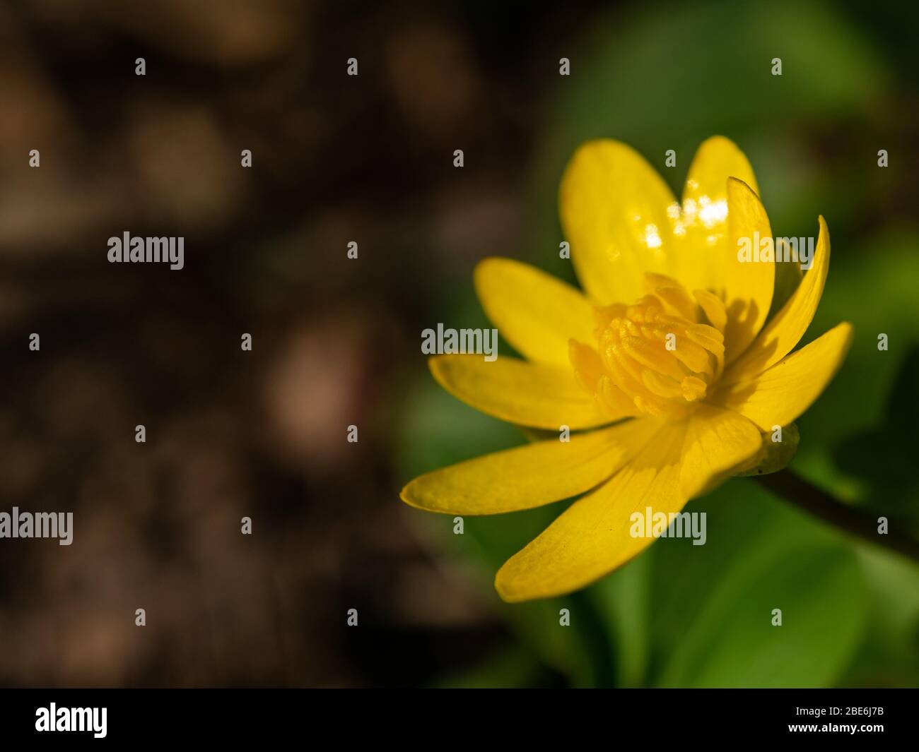 Blume Mit Gelben Blüten 7 Buchstaben