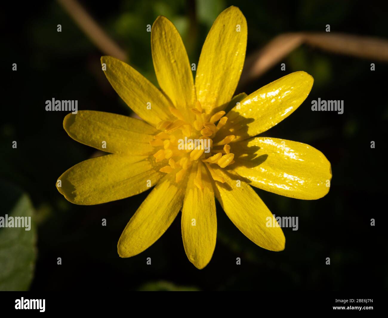 Blume Mit Gelben Blüten 7 Buchstaben Wiesenblumen mit namen -Fotos und -Bildmaterial in hoher Auflösung – Alamy