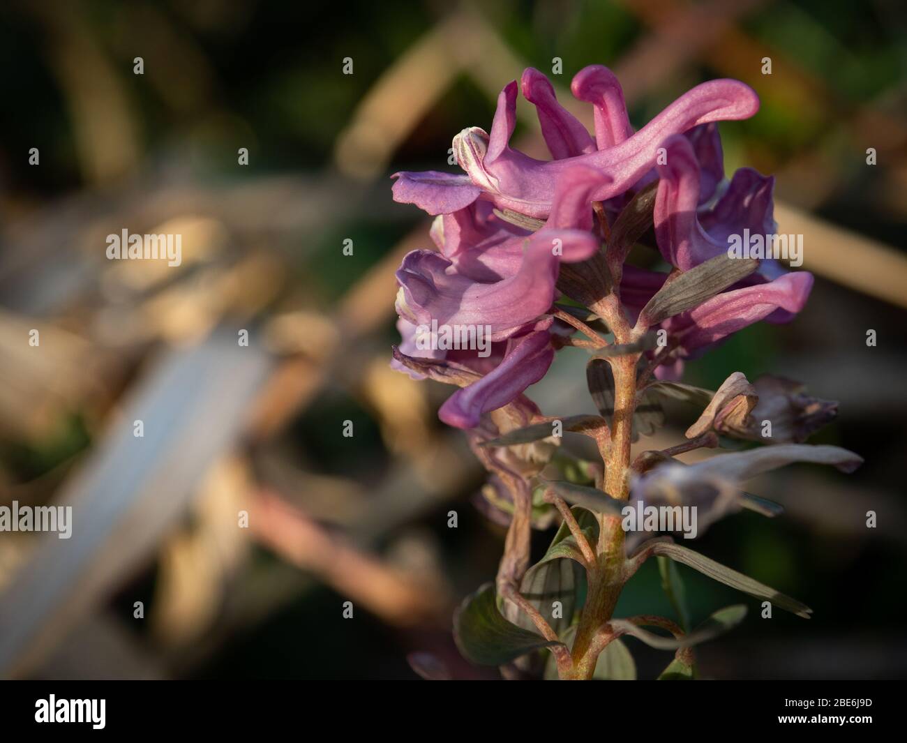 Makroaufnahme der schönen violetten Blume genannt corydalis. Selektiver Fokus Stockfoto