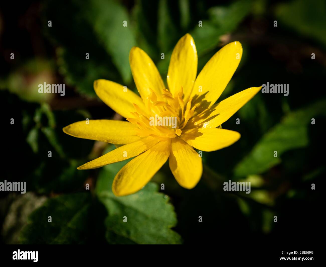Blume Mit Gelben Blüten 7 Buchstaben Makroaufnahme der gelben Blume mit wissenschaftlichem Namen: ficaria