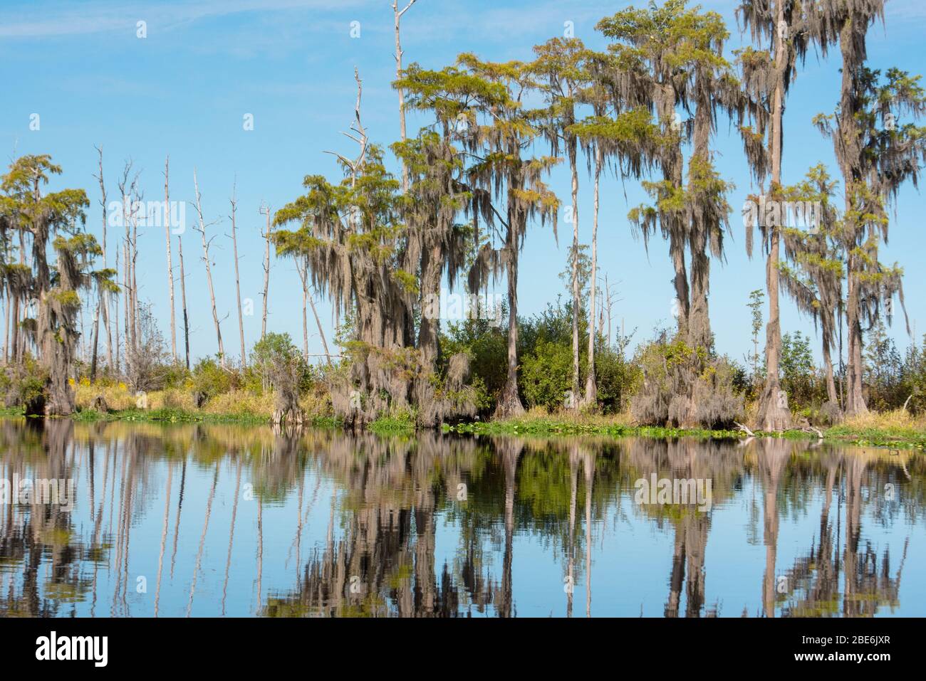 Der Okefenokee Swamp an einem Frühlingstag mit ruhigem reflektierendem Wasser und kahlen Zypressen. Stockfoto