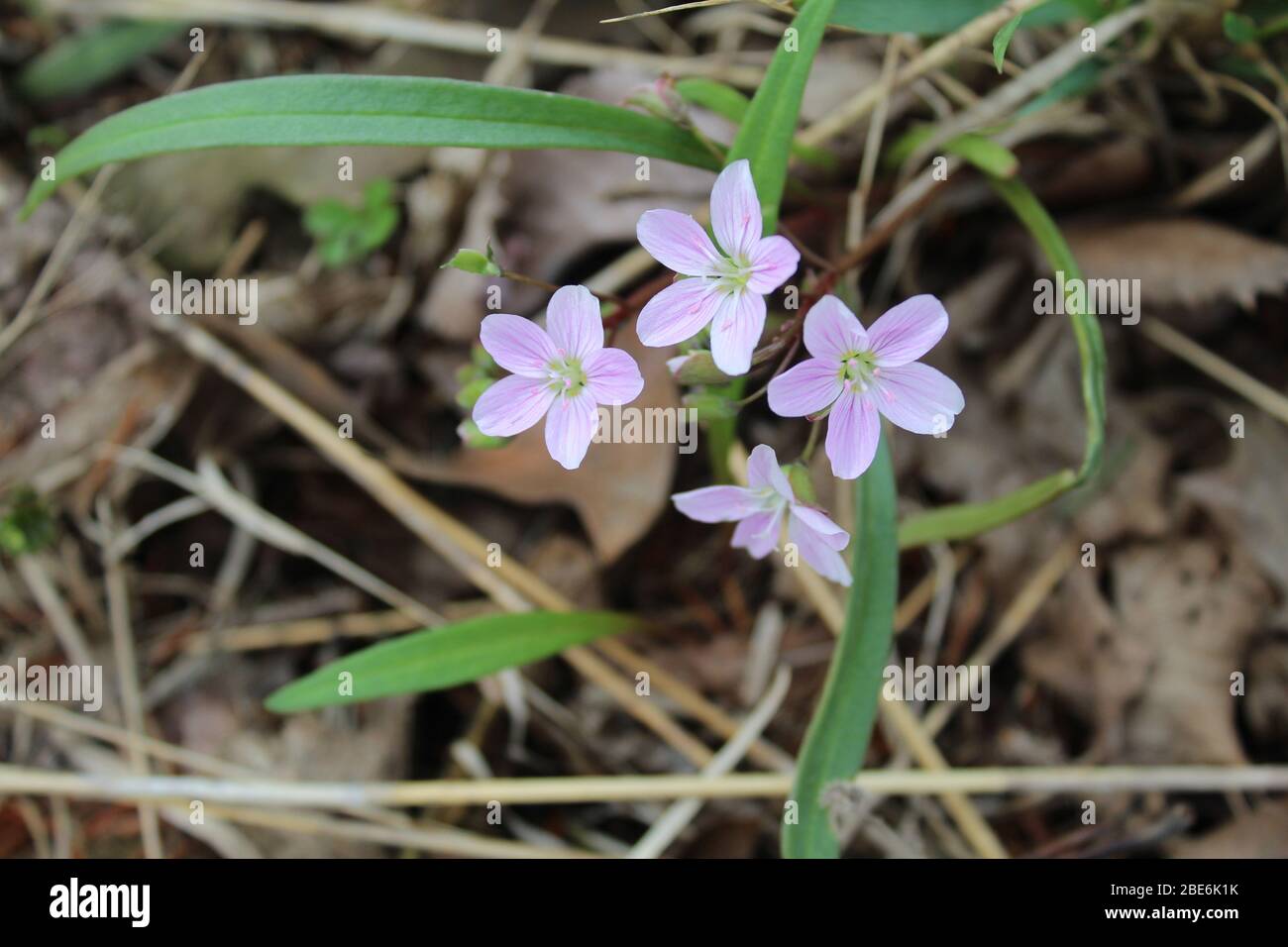 Frühling Schönheit Wildblumen blüht in Linne Woods in Morton Grove, Illinois Stockfoto